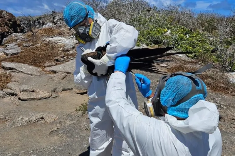 Two researchers in hazmat suits and respirators handle a bat outdoors on rocky terrain.",