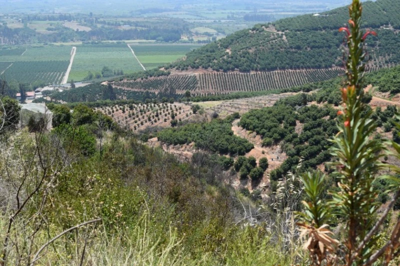 Terraced hillside with rows of trees and shrubs, overlooking a valley of vineyards and fields.