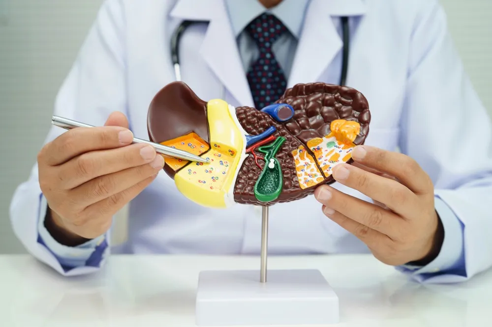 Doctor in a white coat explains a cross-section kidney model, highlighting its inner structures with a pointer pen on a stand