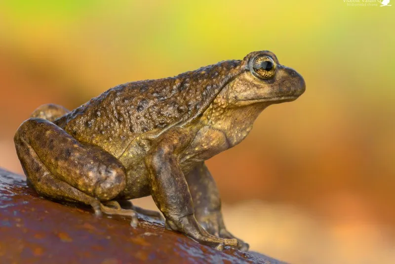 Brown, warty frog perched on a slick rock with a soft, warm-colored background behind it.